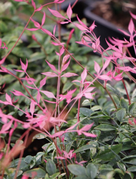 Nandina domácí 'Twilight' ®