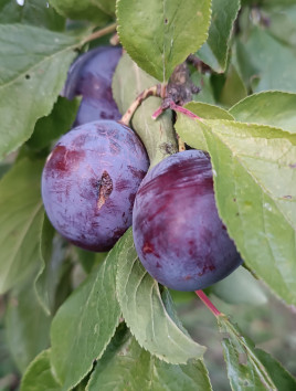 Švestka 'Kulinaria'