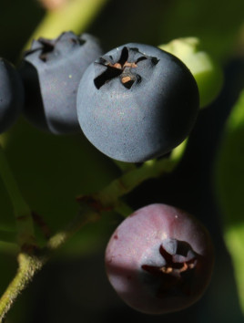 Kanadská borůvka 'Hannah choice' - raná