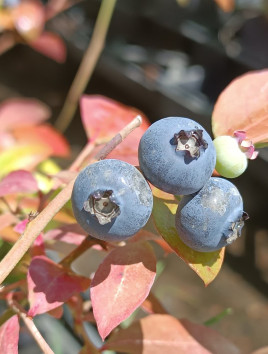 Kanadská borůvka 'Pioneer'
