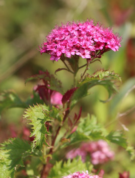 Tavolník japonský 'Crispa'