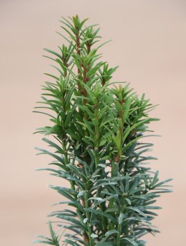 Tis červený 'Fastigiata Robusta'