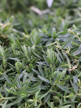 Hvozdík kropenatý ´Albus´