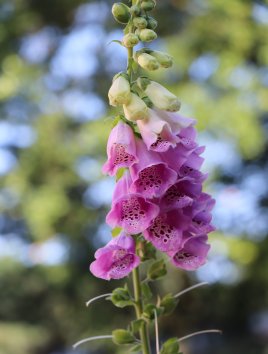 Náprstník červený 'Foxy'