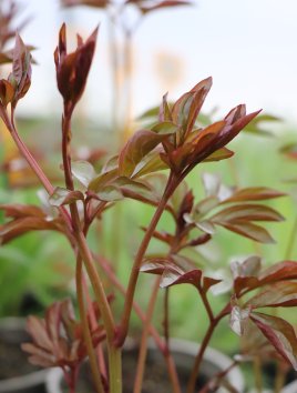 Pivoňka bylinná ´Festiva Maxima´