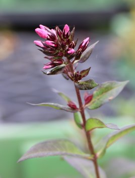 Plamenka 'Sweet Summer Red'