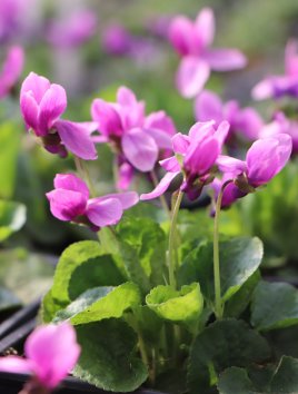 Violka vonná - růžová