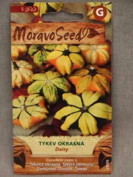 Tykev okrasná DAISY