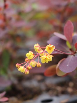Dřišťál Ottawský 'Auricoma'