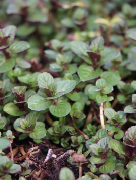 Máta peprná 'Granada'