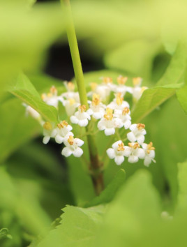 Krásnoplodka Bodinierova 'Mag® Snowstar´