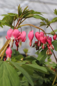 Srdcovka nádherná - růžová