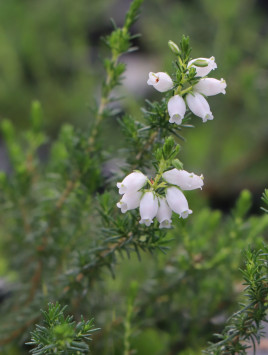 Vřesovec popelavý 'Alba Minor'