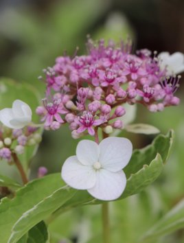 Hortenzie velkolistá 'Trico'