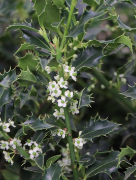 Cesmína ostrolistá 'Alaska'