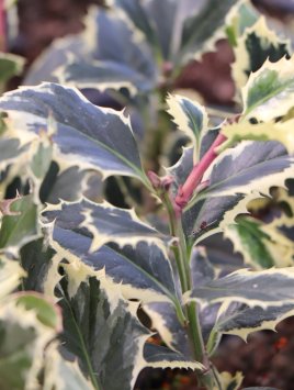 Cesmína ostrolistá ´Argenteomarginata´