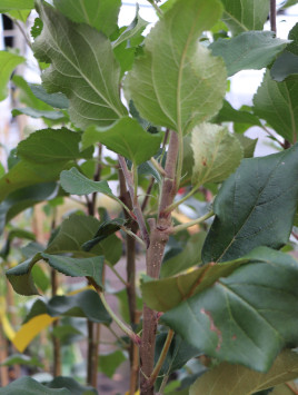 Jabloň domácí 'Šampion'