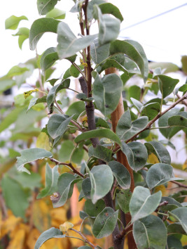 Hrušeň 'Pařížanka'