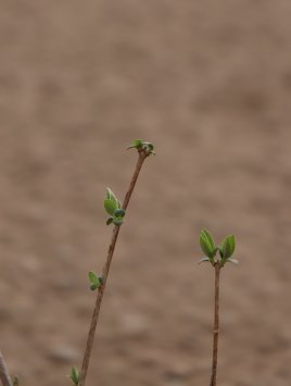 Pustoryl 'Minnesota Snowflake'