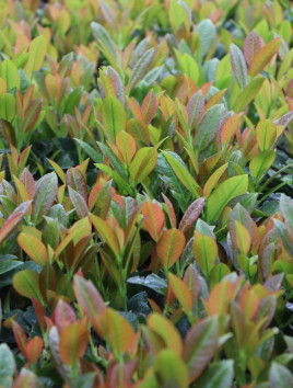 Bobkovišeň lékařská 'Titan' ®