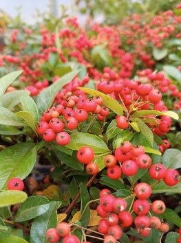 Hlohyně šarlatová 'Mohave'