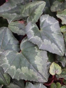 Brambořík břečťanolistý