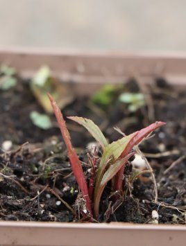 Třapatkovka ´Cherry Fluff´