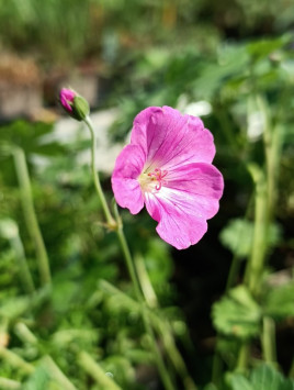 Kakost 'Mavis Simpson'