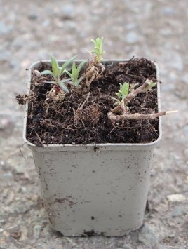 Šater plazivý ´Pink Wedding´