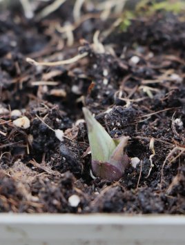 Bohyška ´Lakeside Dragonfly´