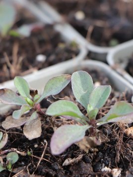 Len žlutý ´Compactum´