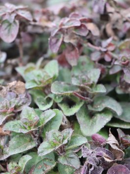 Oregano (Dobromysl) ´Rosenkuppel´