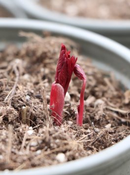 Pivoňka bylinná ´Festiva Maxima´