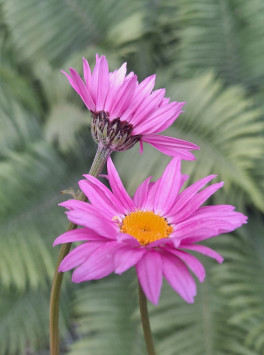 Kopretina šarlatová mix - růžová, červená