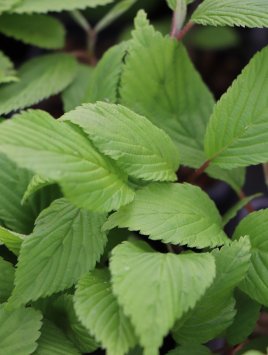 Kalina japonská 'Lanarth'