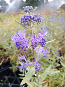 Ořechokřídlec clandonský 'Kew Blue'