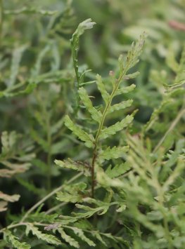 Kapraď samec ´Linearis Polydactyla´