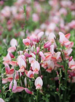 Čilimník 'Zeelandia'