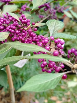 Krásnoplodka Bodinierova 'Profusion'