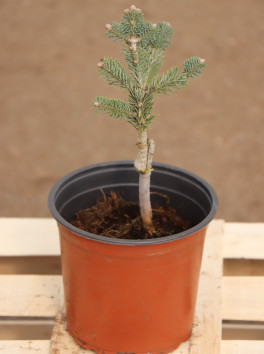 Jedle plstnatoplodá 'Green Globe'