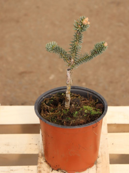 Jedle španělská 'Glauca'