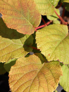 Aktinidie lahodná 'Solissimo' ®