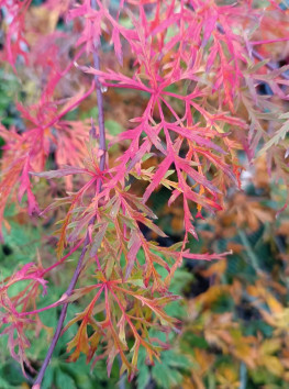 Javor dlanitolistý 'Dissectum'