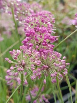 Česnek okrasný ´Lavender Bubbles´