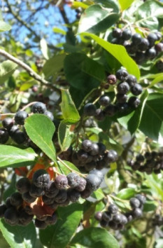 Temnoplodec černoplodý - arónie, jeř. černoplodý
