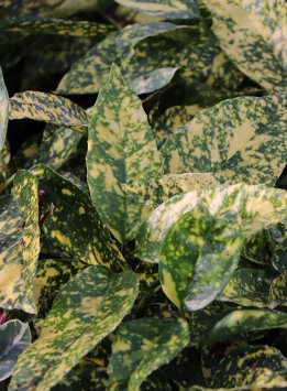 Aukuba japonská ´Crotonifolia´