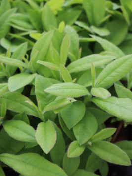 Azalka dřevitá 'Gibraltar'