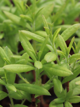 Azalka dřevitá 'Golden Lights'