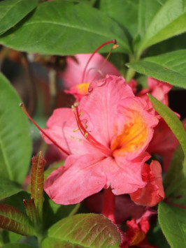 Azalka dřevitá 'Juanita'