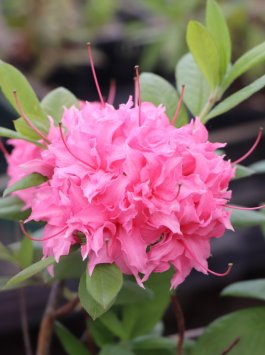 Azalka knaphill 'Homebush'